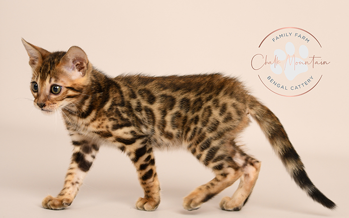 Bengal kitten for sale